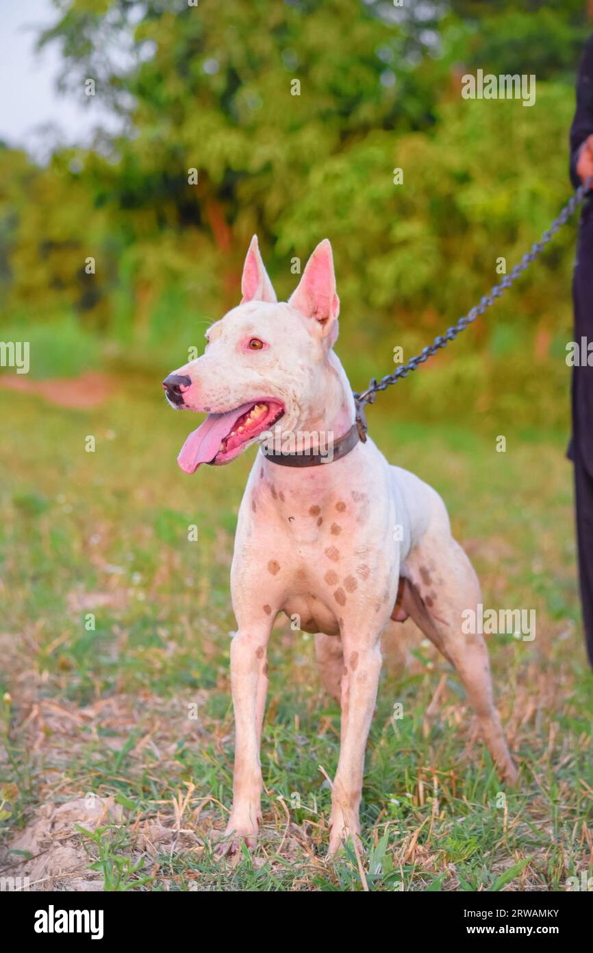 Rare hunting on sale dog breeds