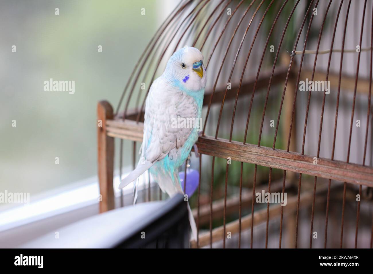 View of Beautiful blue budgie parrot sitting on the cage at home Stock Photo ...