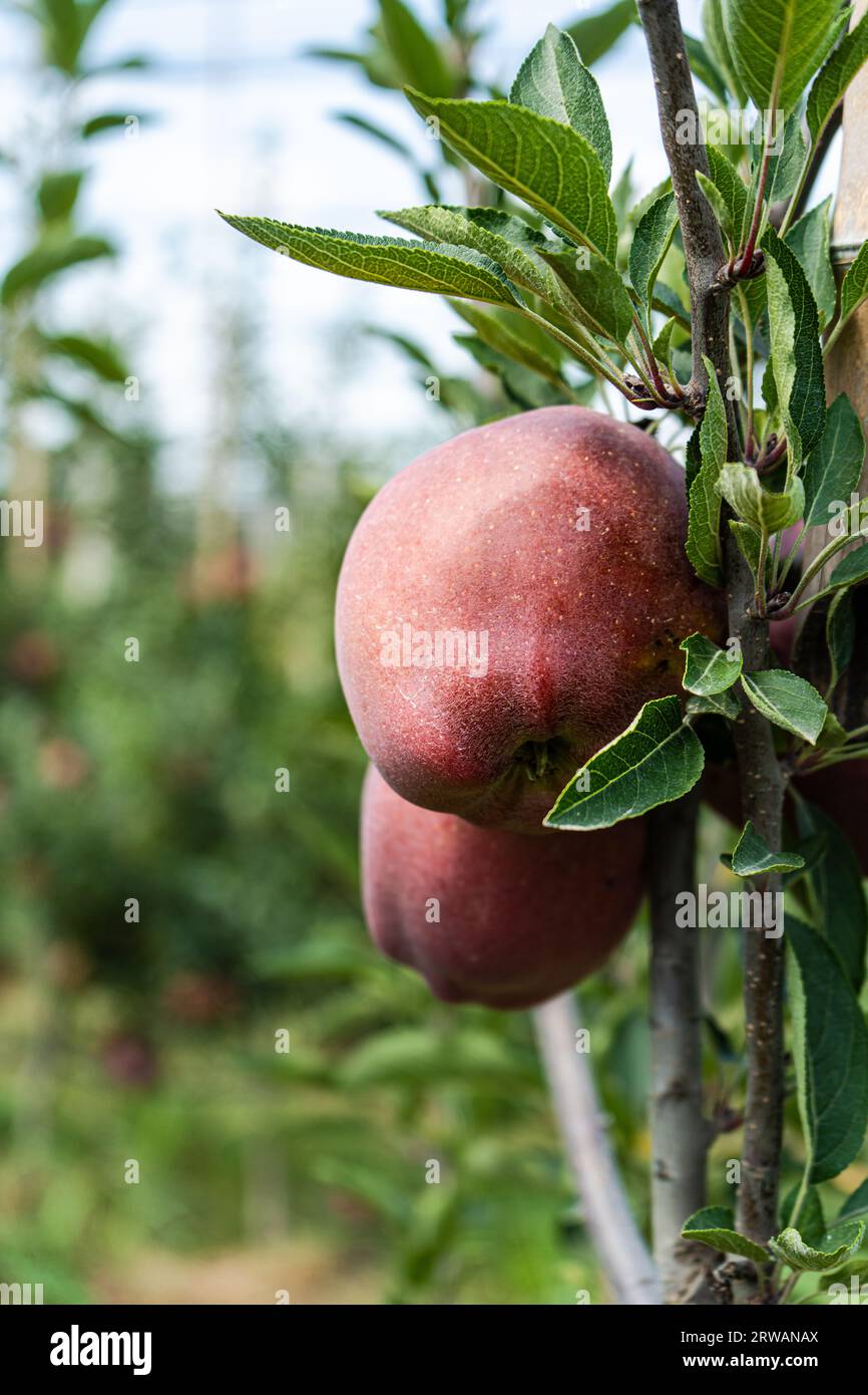 Ripe red apples in the fruit orchard ready to be harvested Stock Photo