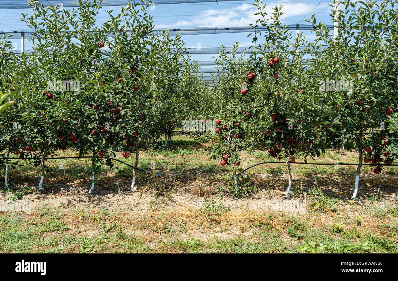Well organized fruit orchard with apple trees in rows covered with special net Stock Photo