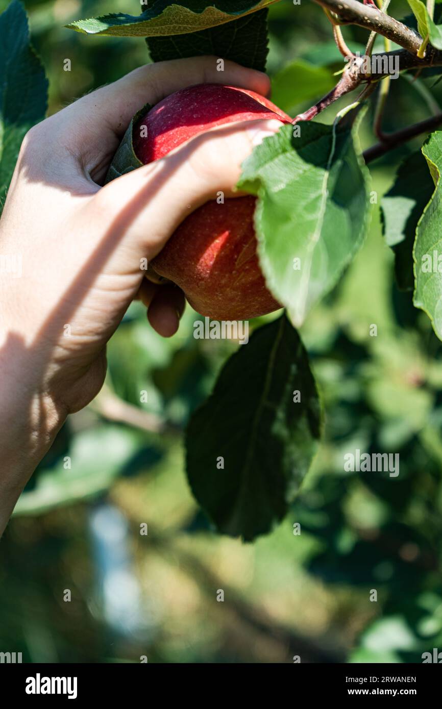 Kid harvesting red apples in the garden in the end of summer Stock Photo