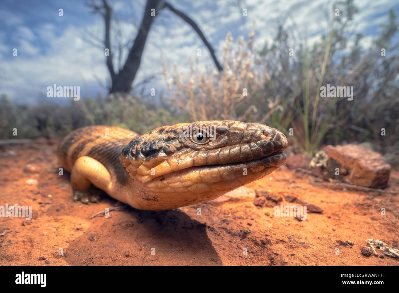 Close-up of a wild western blue-tongued lizard (Tiliqua occipitalis) in outback, Australia Stock Photo