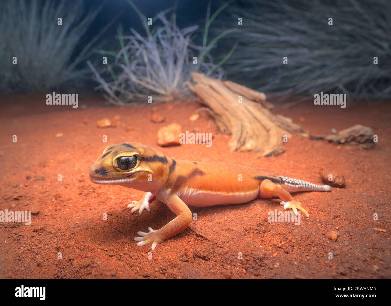 Close-up portrait of a wild Smooth Knob-tailed gecko (Nephrurus laevissimus) at night, Australia Stock Photo