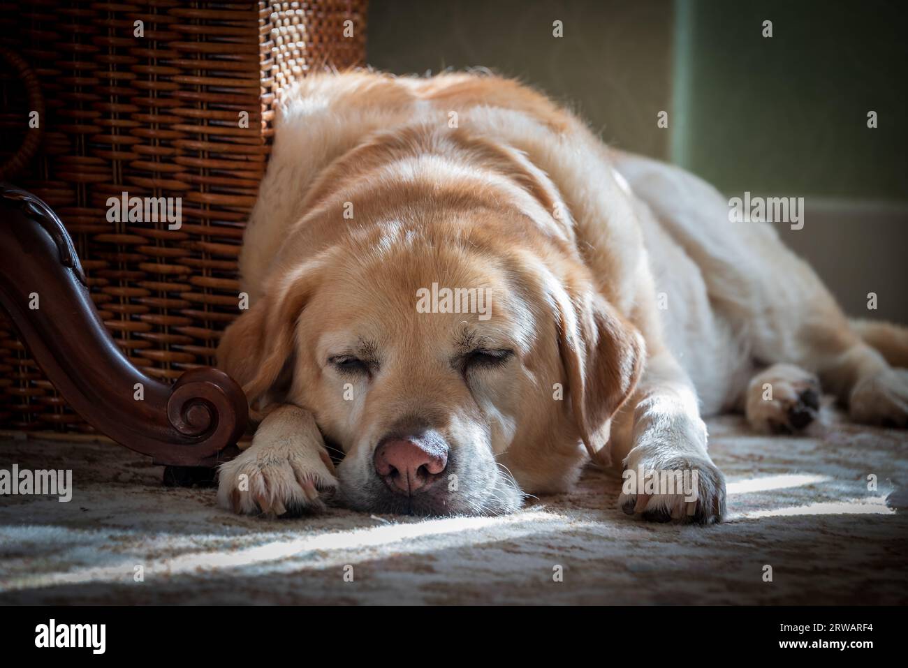 Let sleepings dogs lie. A dozing male labrador dog in dappled sunshine. Stock Photo