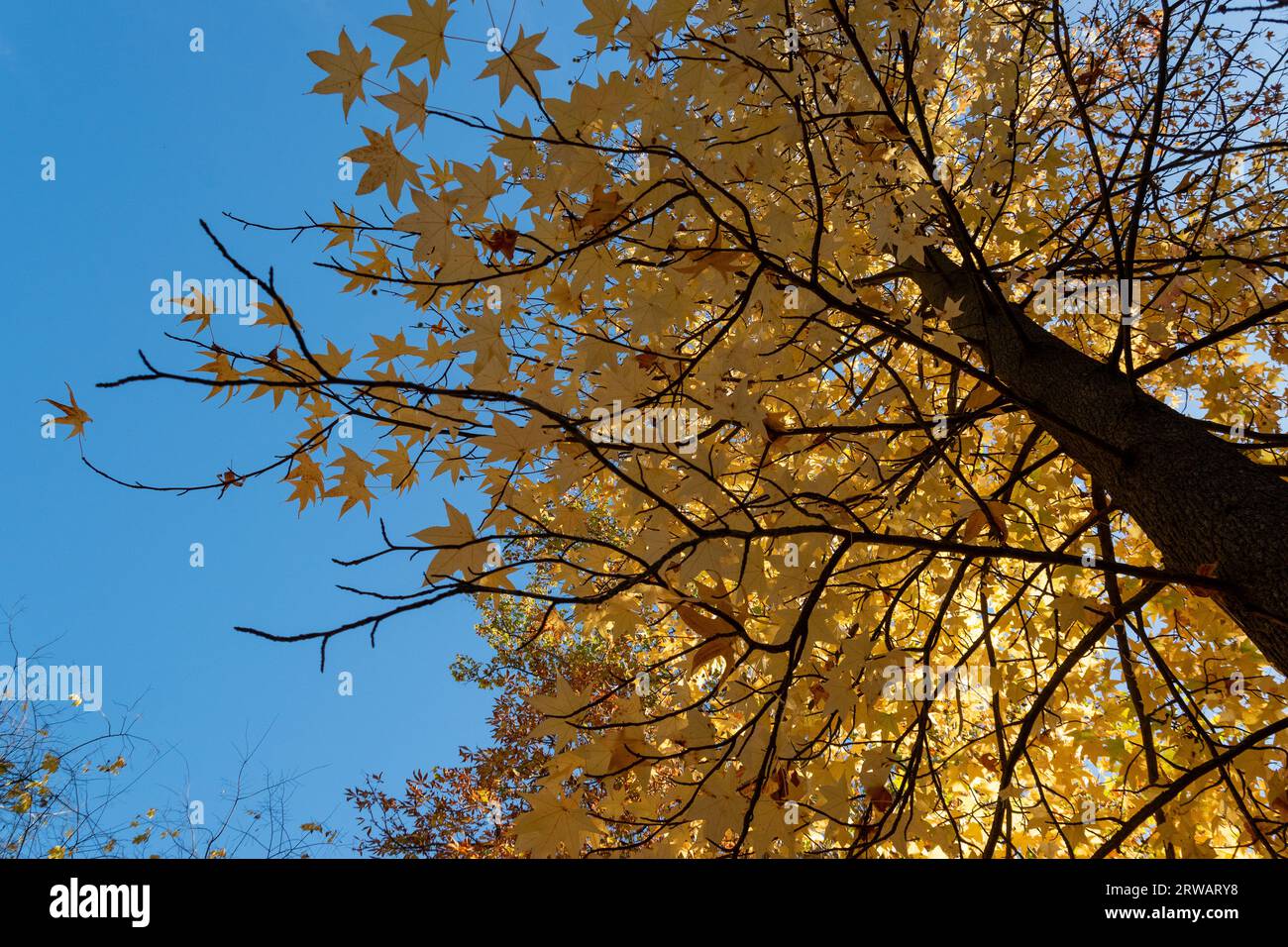 Colores de colores del otoño hi-res stock photography and images - Alamy