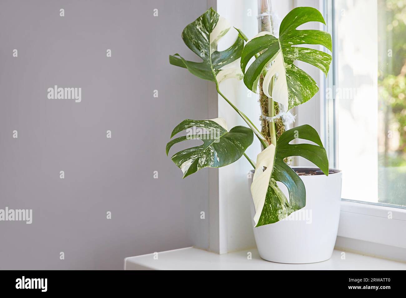 Blanc monstera hi-res stock photography and images - Alamy