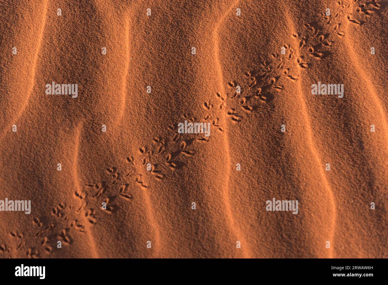 Footprints on the Sahara desert sand Stock Photo