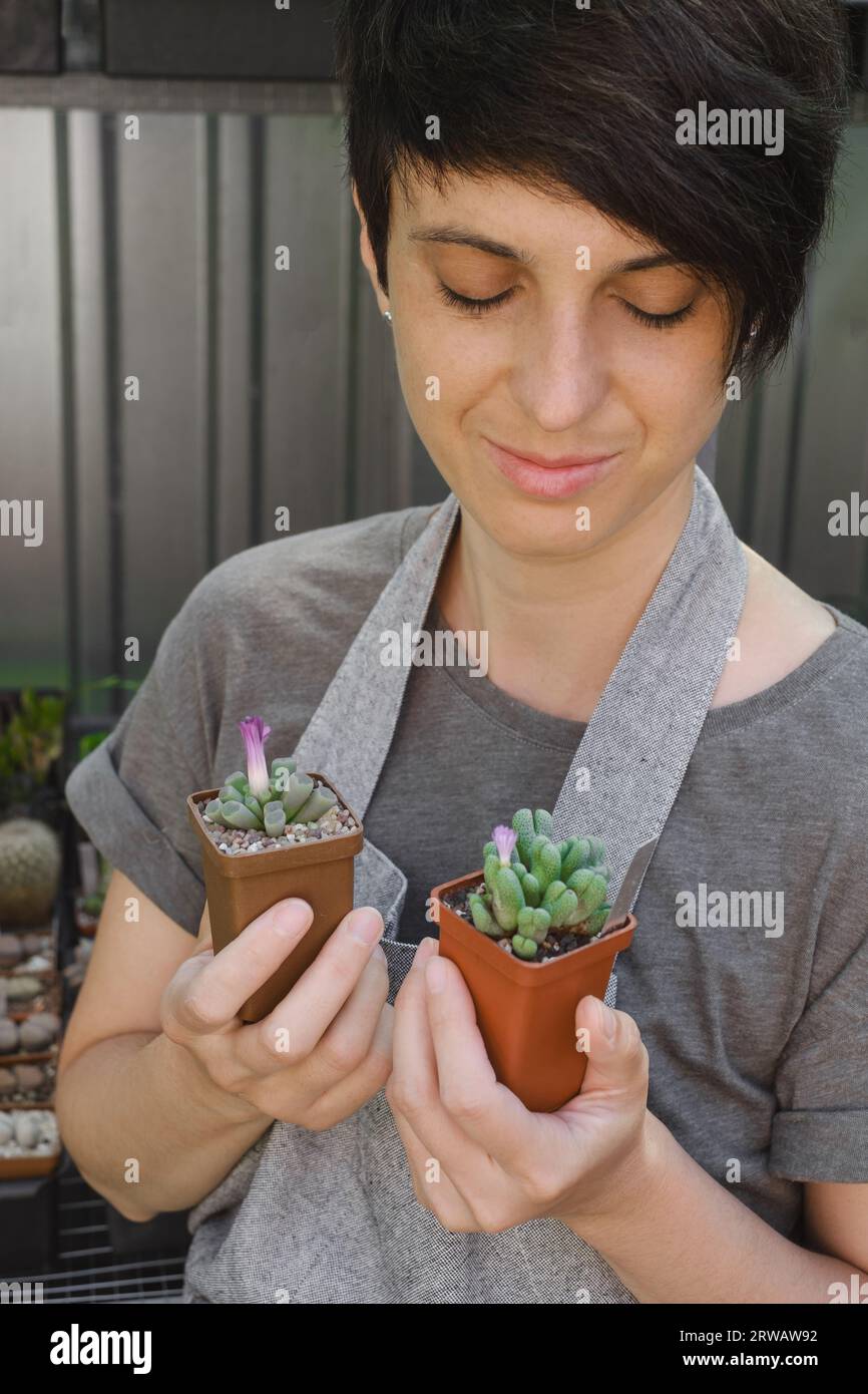 Saleswoman holding succulent in flower pot. Florist showing Conophytum succulent from the shelf in the shop Stock Photo