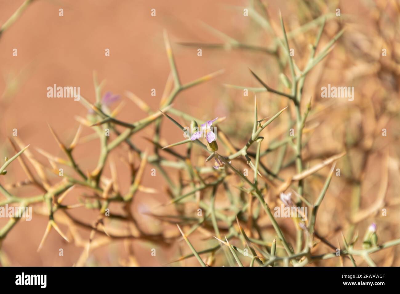 Delicate plant in the Sahara desert Stock Photo
