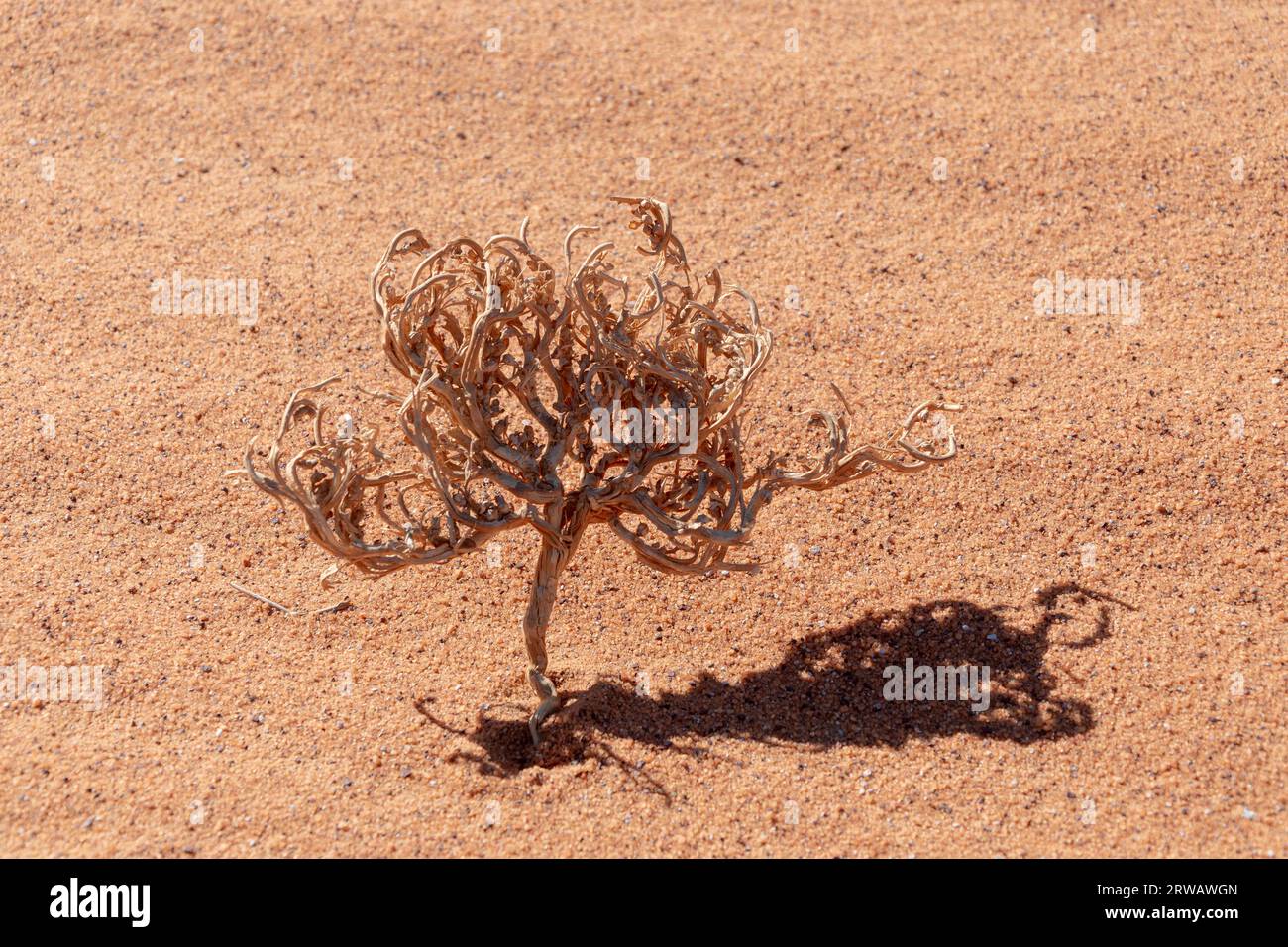 Dry plant in the Sahara desert Stock Photo