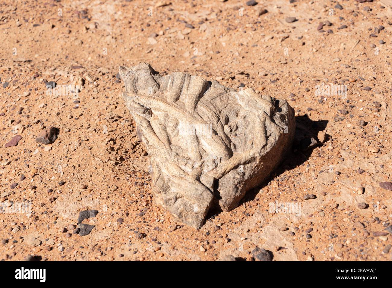 Fossil in the Sahara desert Stock Photo
