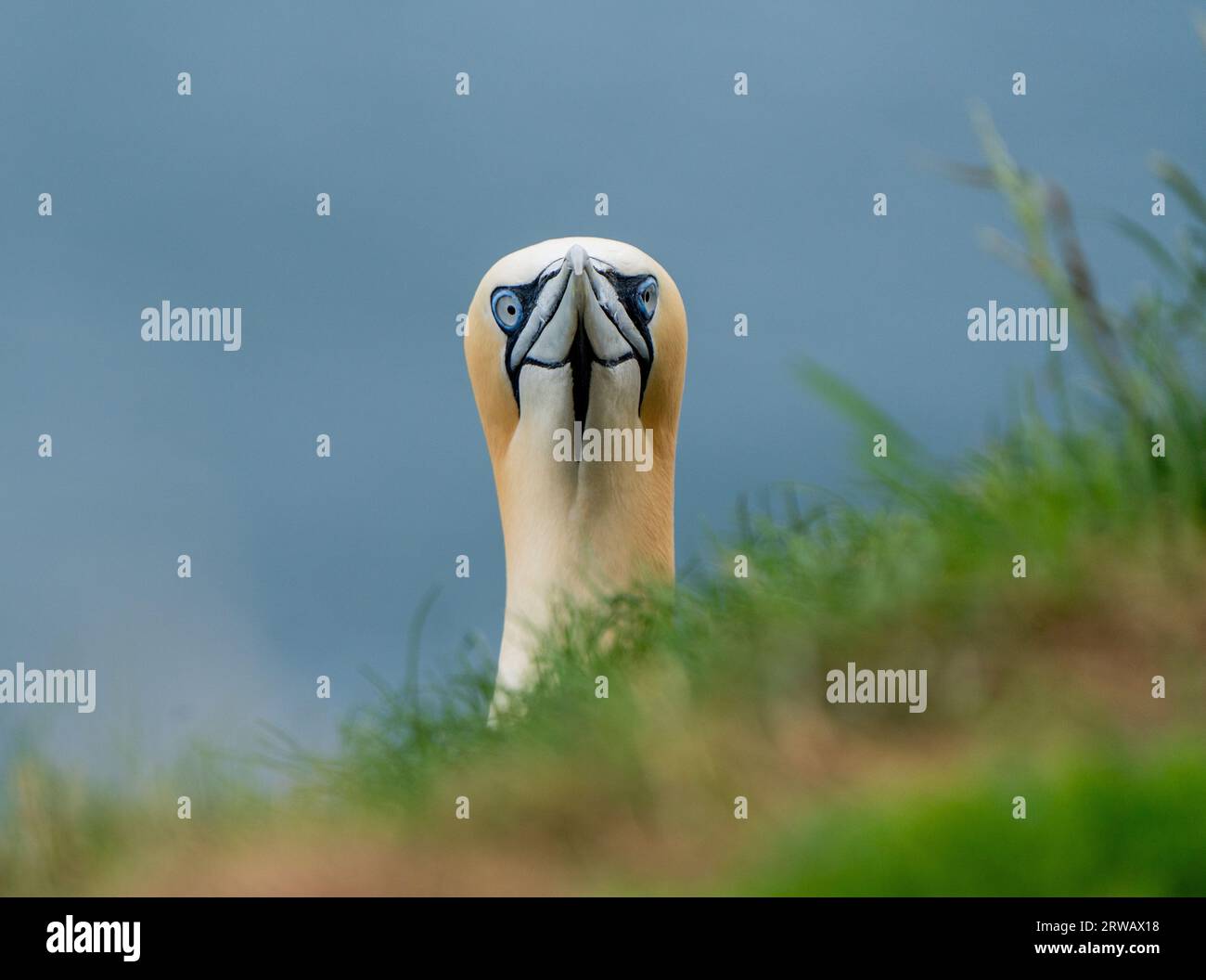 Northern Gannet (Morus bassanus) | RSPB Bempton Cliffs | Gannet looking