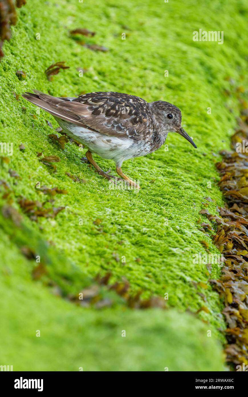 Purple Sandpiper, a red listed bird in the UK, sitting on a blanket of moss/algae along a British coast. Calidris maritima. Species of wader. Stock Photo