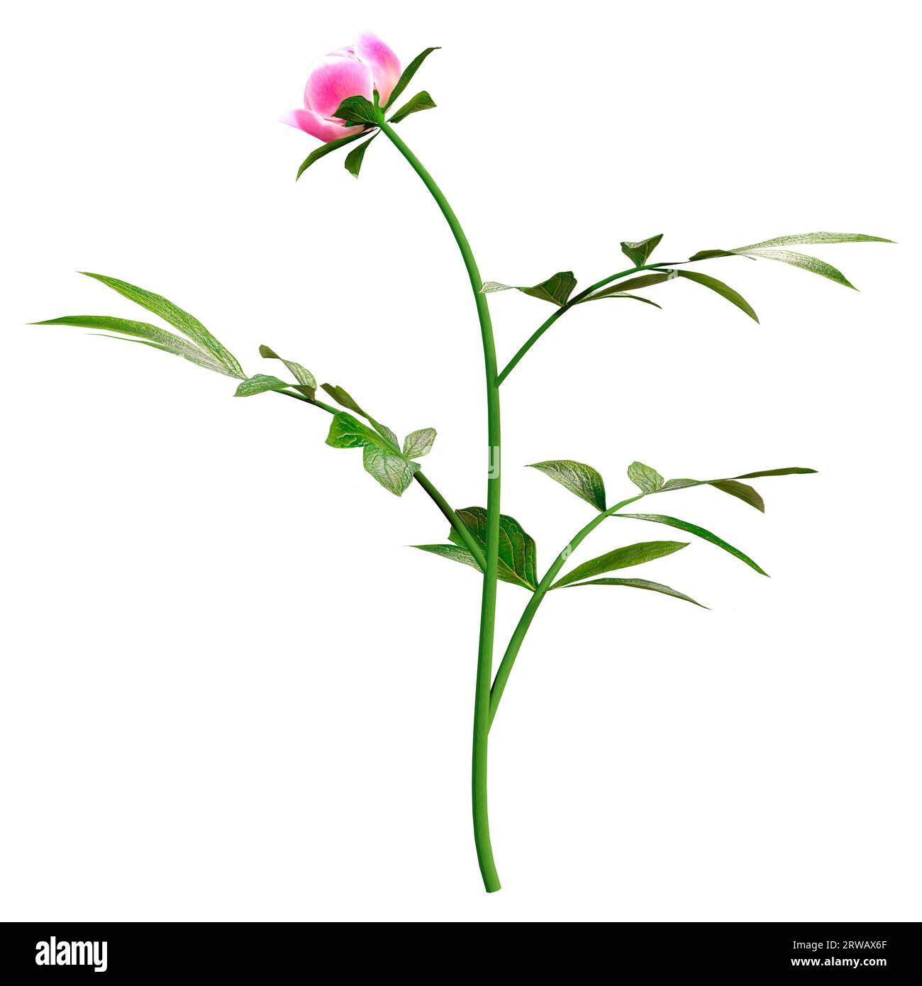 3D rendering of a pink peony flower isolated on white background Stock ...