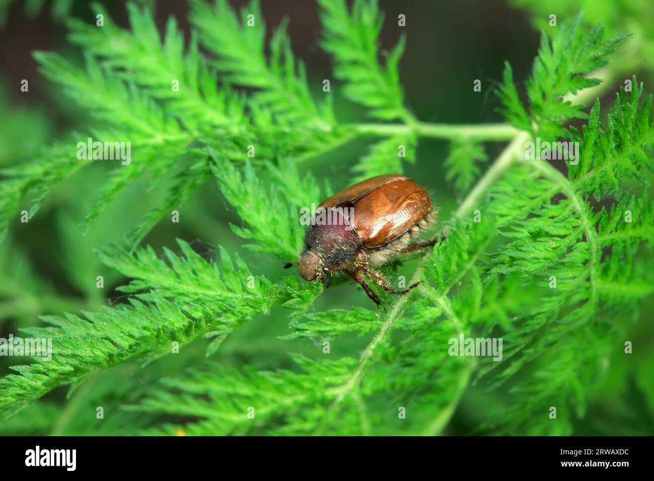 Coleoptera Chrysomelidae insects, North China Stock Photo - Alamy