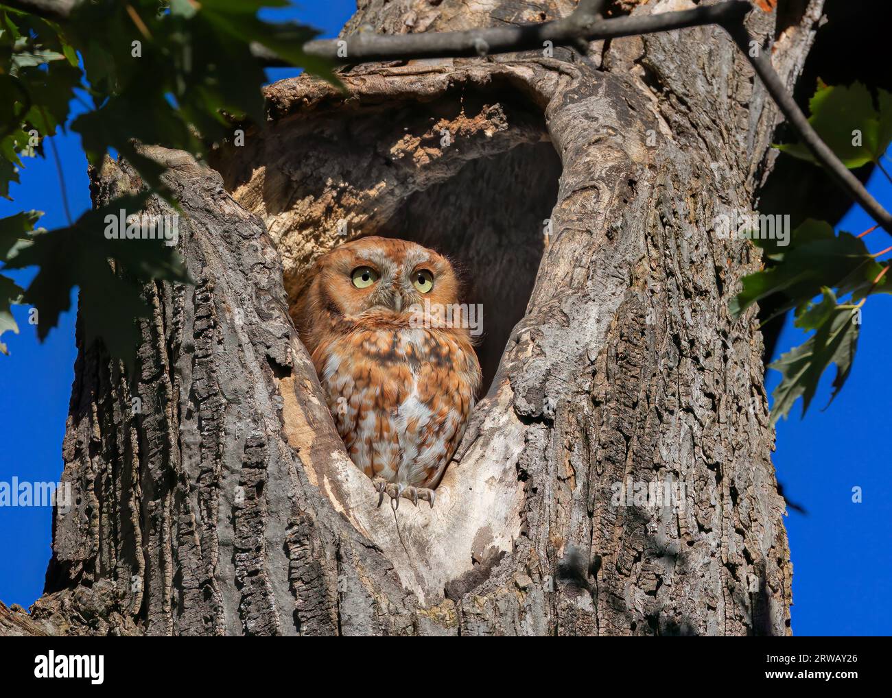 Eastern Red morph screech owl peering out of his nest high up in a tree summer Canada Stock Photo