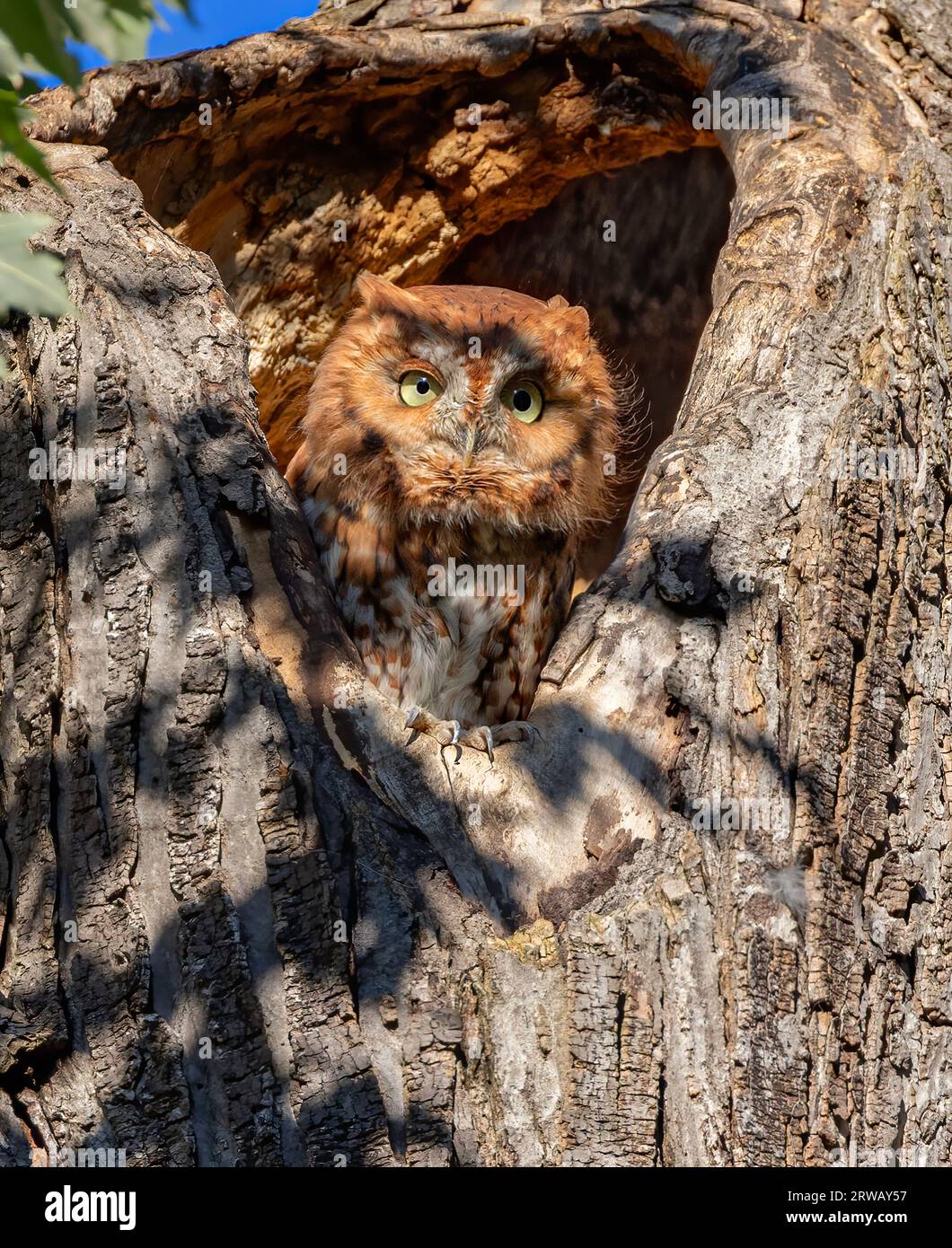 Eastern Red morph screech owl peering out of his nest high up in a tree summer Canada Stock Photo