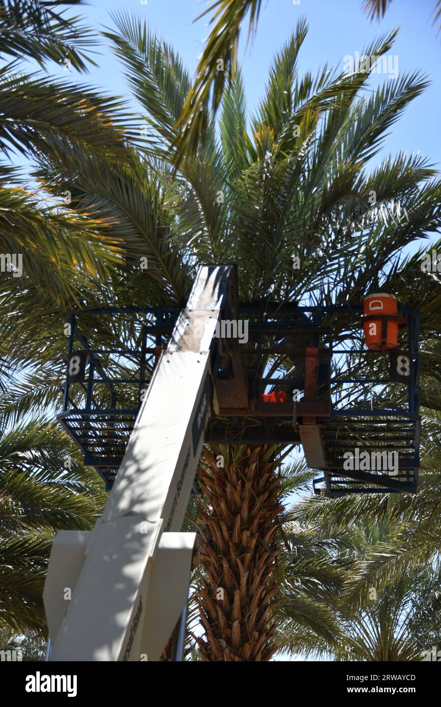 Yuma arizona medjool dates hires stock photography and images Alamy