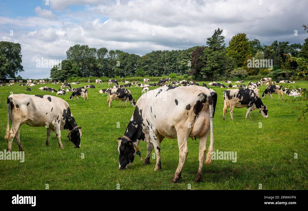 A proliferation of Holstein Friesian dairy cows in a field in East Yorkshire, UK Stock Photo