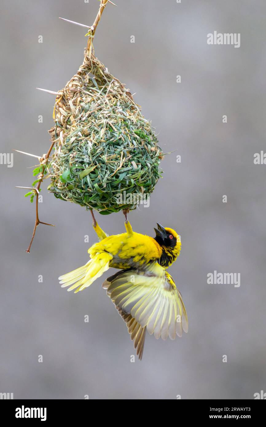 Village weaver (Ploceus cuccullatus) displaying at a build nest to attract female, Kruger National Park, Mpumalanga, South Africa. Stock Photo