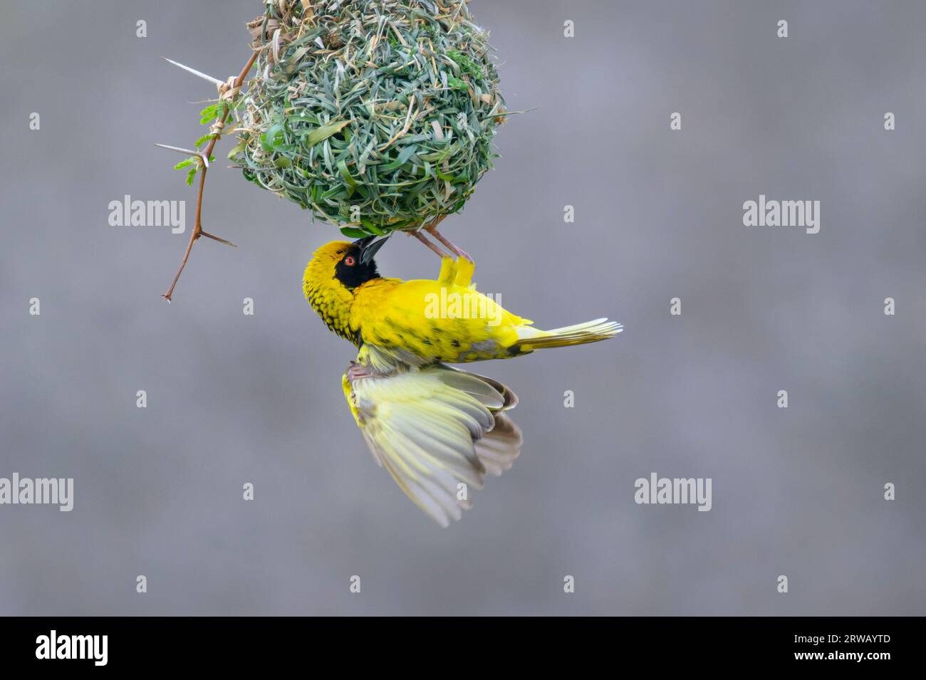 Village weaver (Ploceus cuccullatus) displaying at a build nest to attract female, Kruger National Park, Mpumalanga, South Africa. Stock Photo