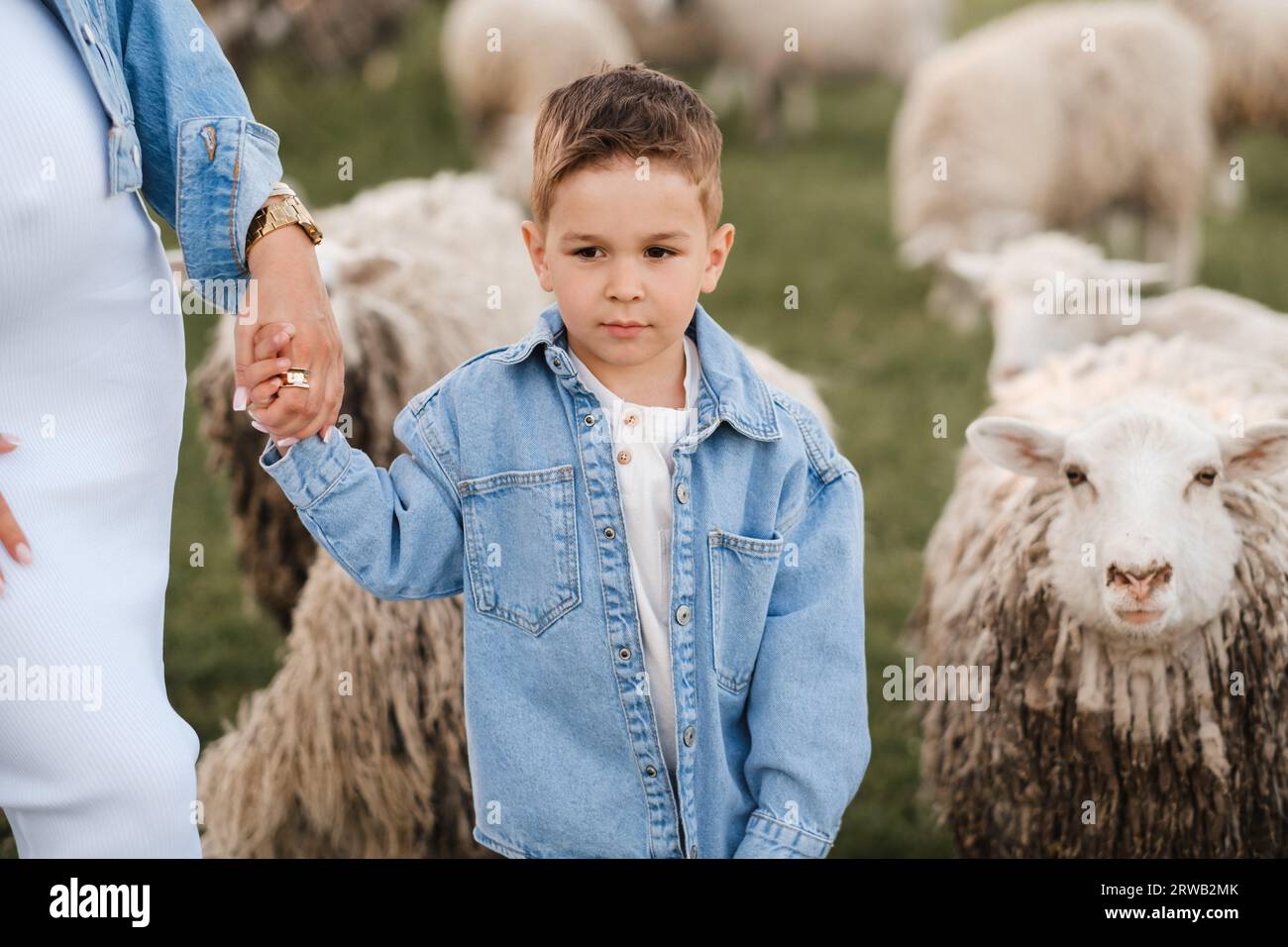 a little boy on a farm with sheep and holding his mother's hand Stock ...