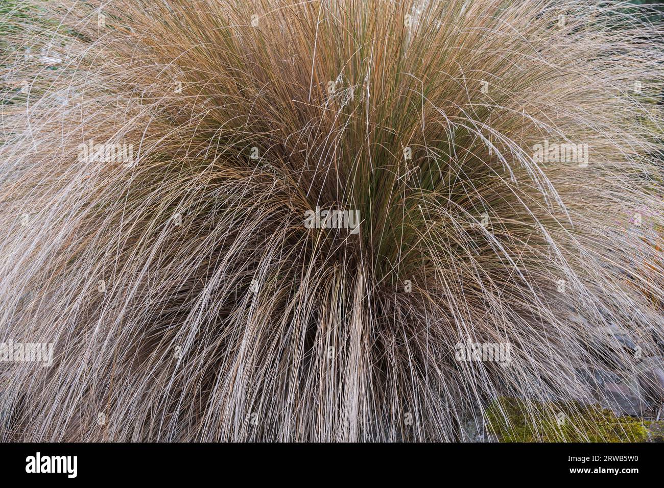 Chionochloa rubra or red tussock grass, plant in the family Poaceae, endemic to New Zealand. Stock Photo