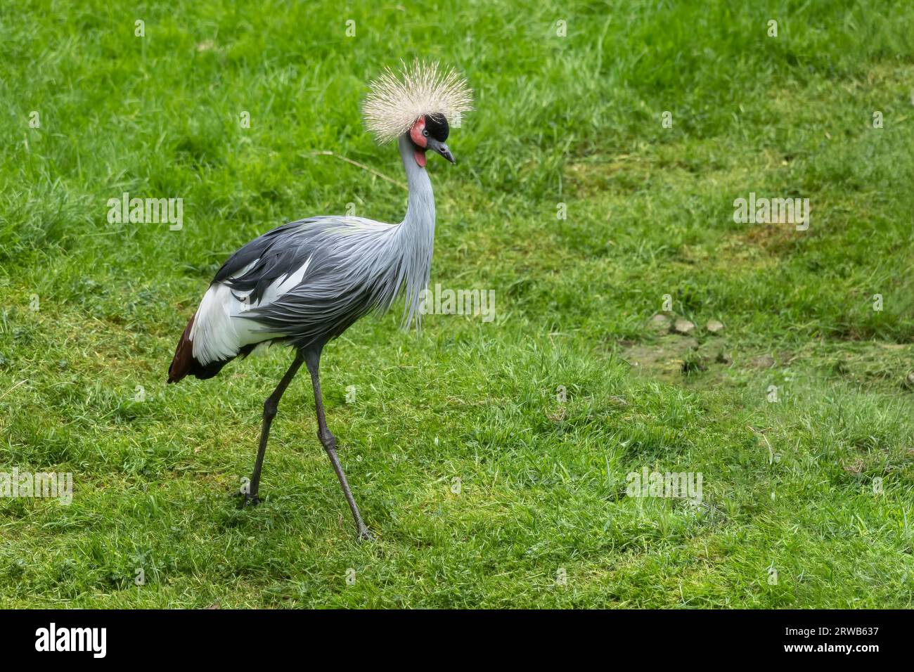 Grey crowned crane (Balearica regulorum gibbericeps) in the grass, other names: crested crane, bird in the family Gruidae. Stock Photo