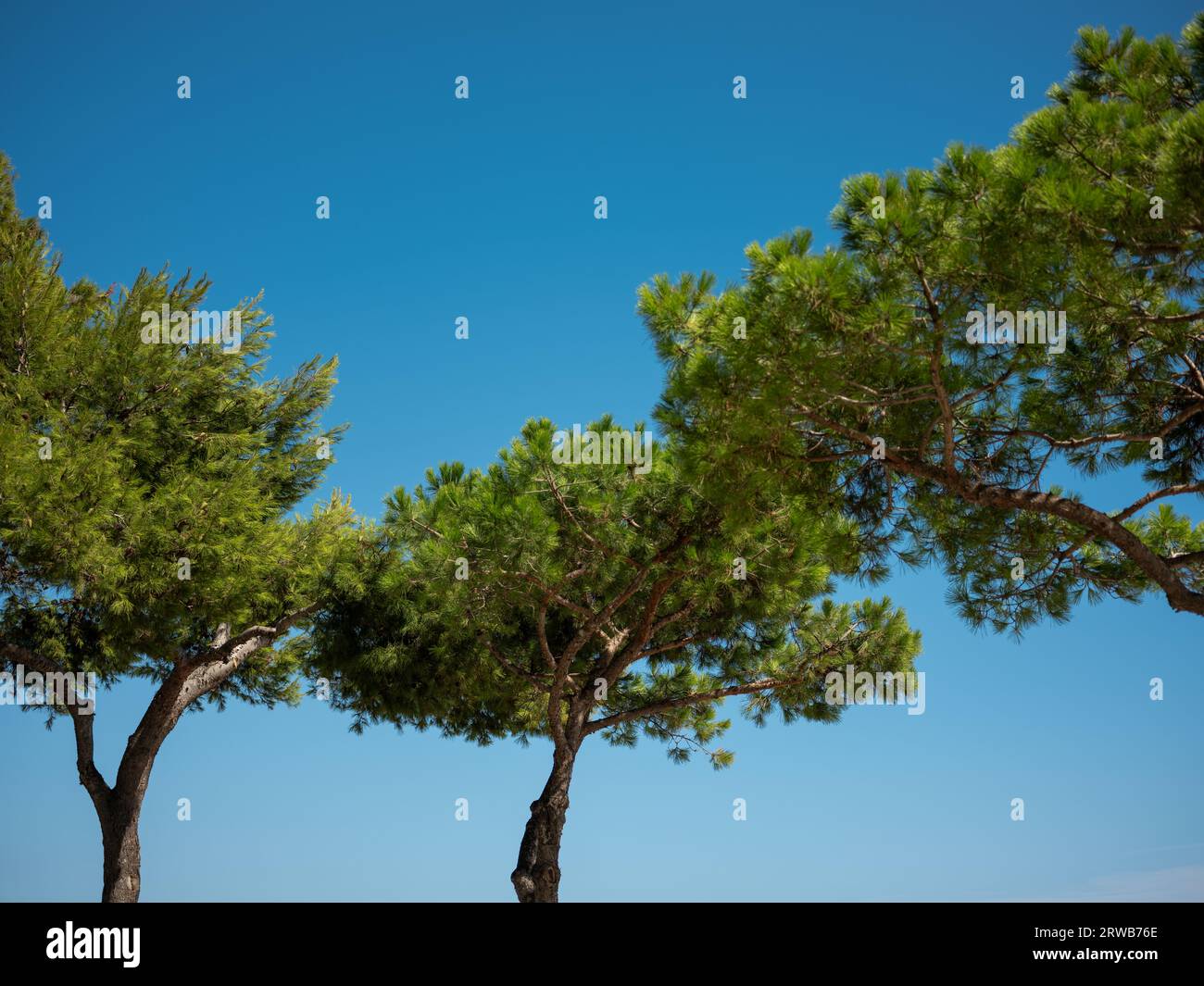 Pine trees lining the sea front at Platja d'Aro, Catalonia, Spain. Stock Photo
