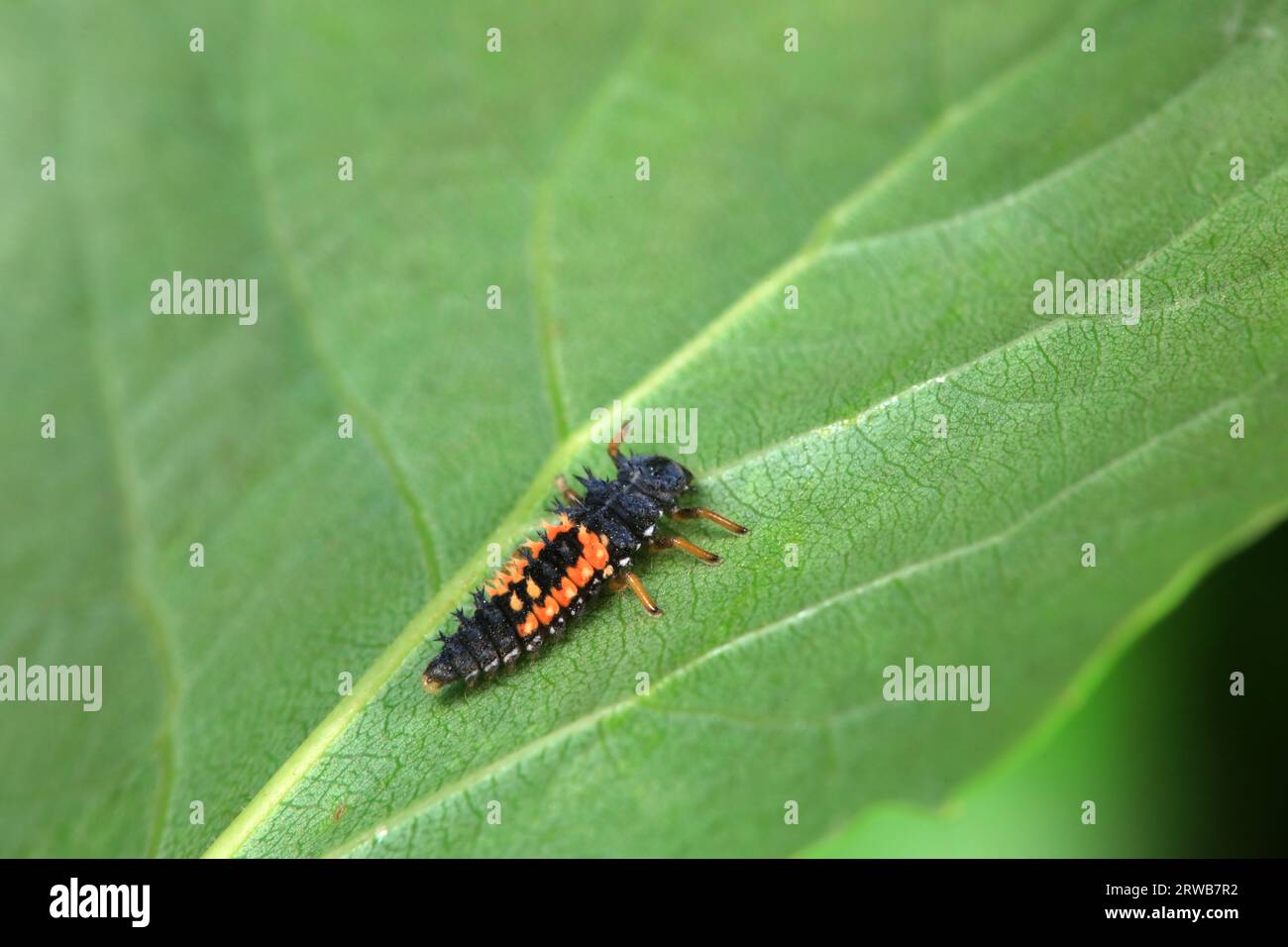 Ladybugs on wild plants, North China Stock Photo - Alamy