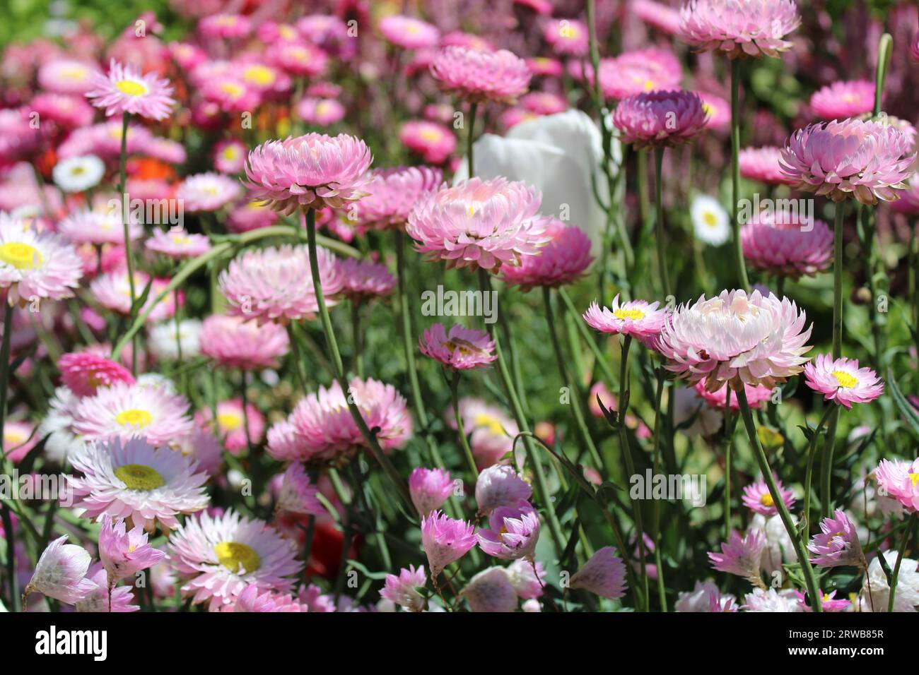 Toowoomba Carnival of Flowers 2023 Stock Photo Alamy