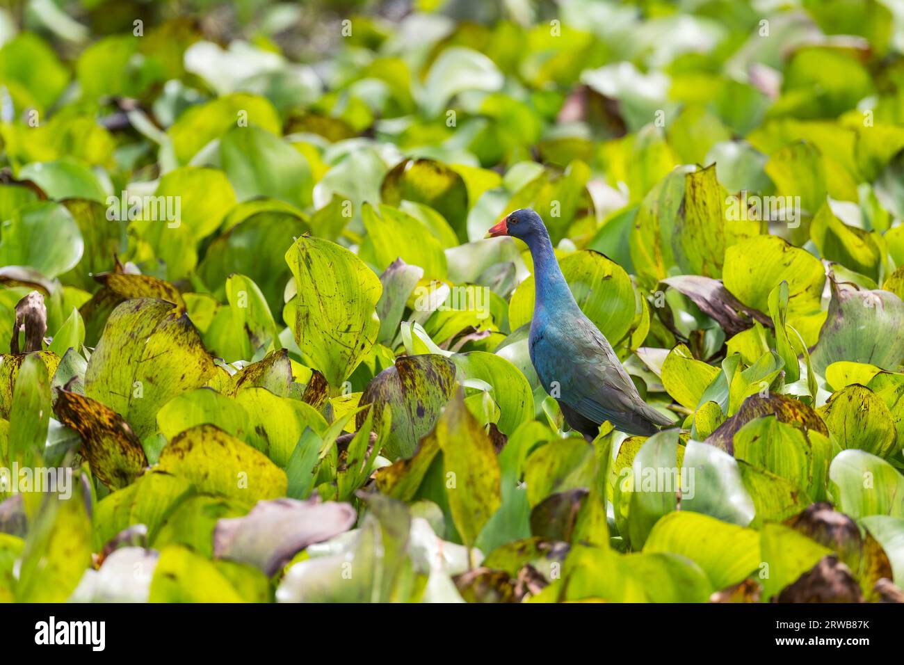 Purple Gallinule Porphyrio martinica beautiful blue feathered water