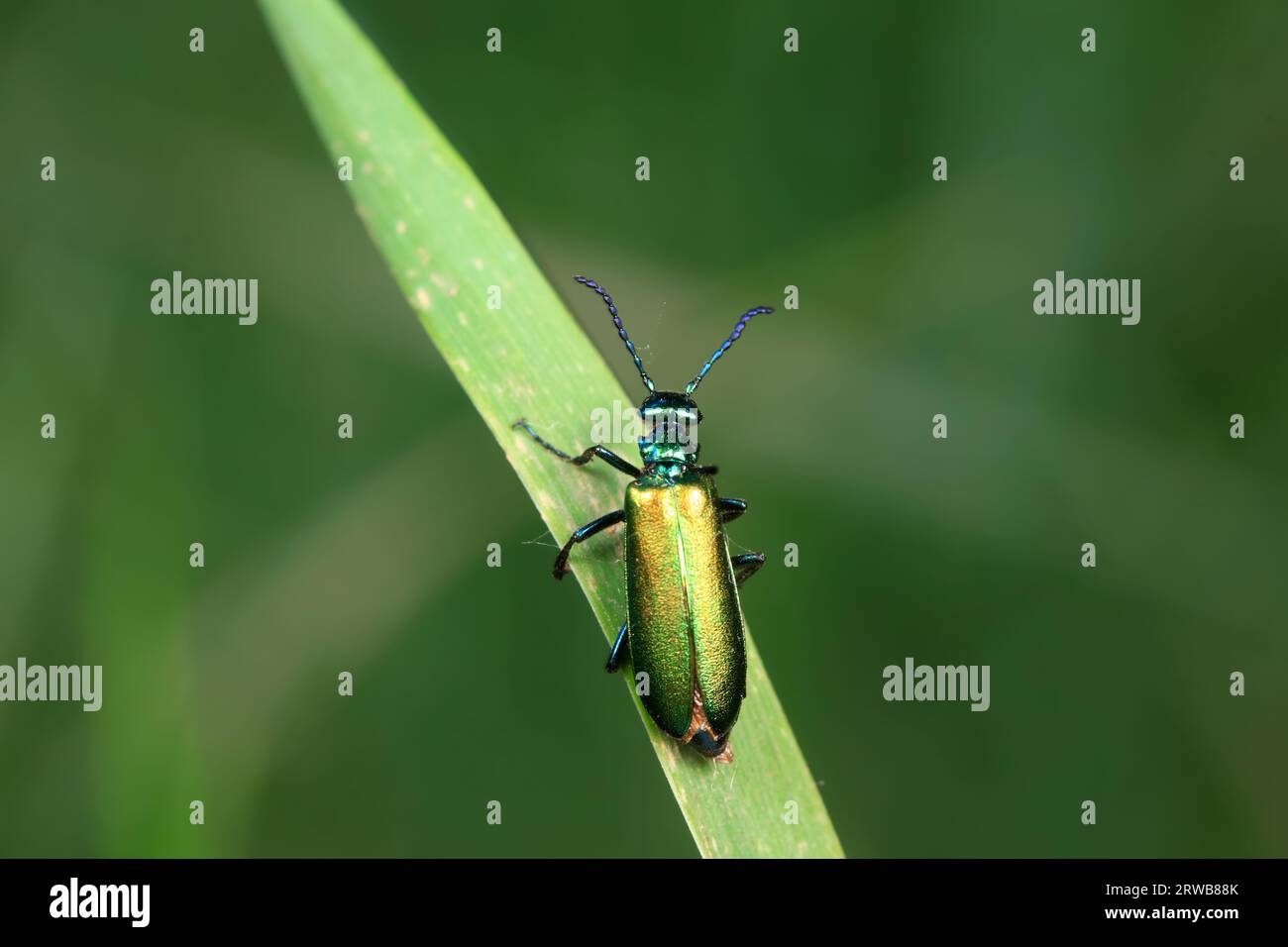 Genkwa hi-res stock photography and images - Alamy