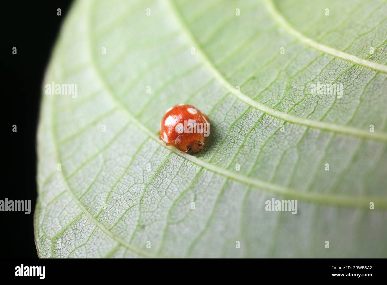 Ladybugs on wild plants, North China Stock Photo - Alamy