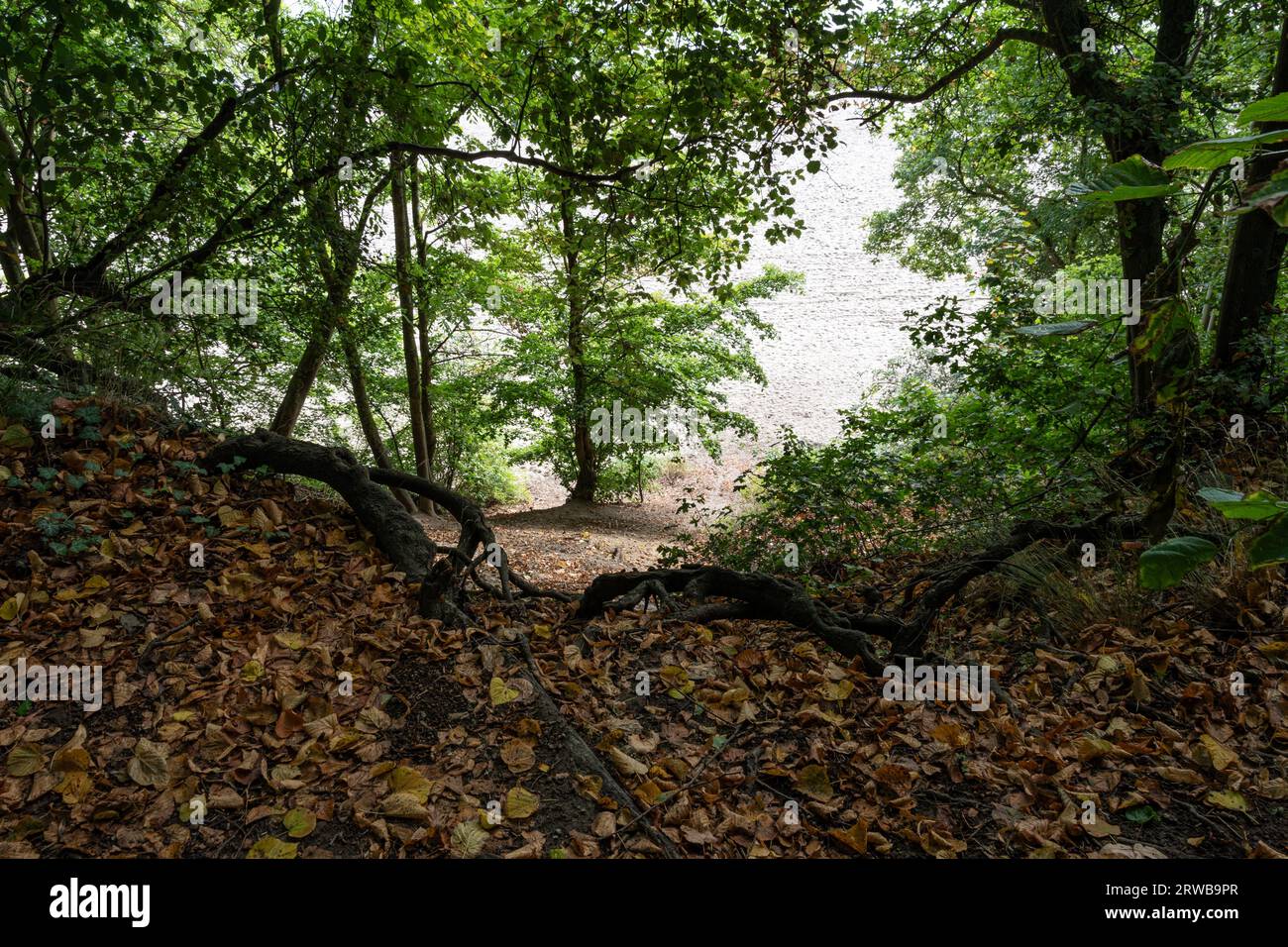 Forest path leading uphill hi-res stock photography and images - Alamy