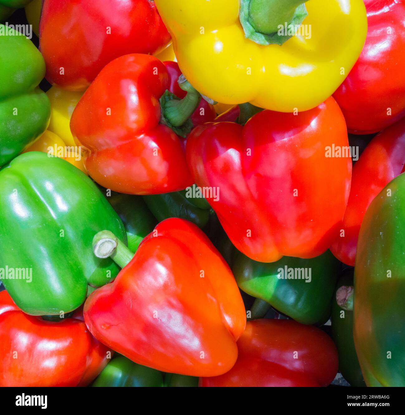 Close-up of colourful red, green and yellow Capsicum peppers on the vine Stock Photo