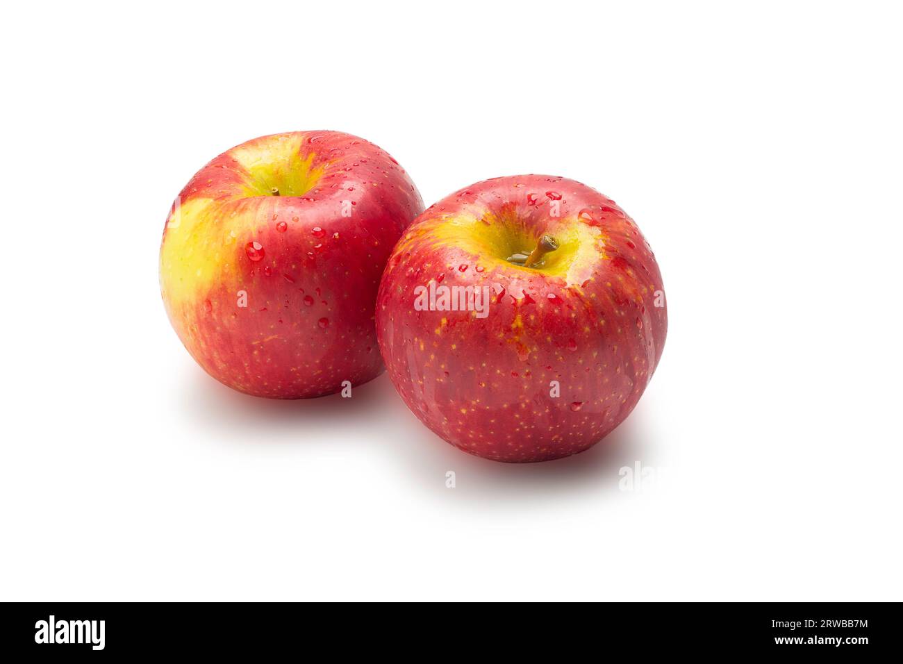 Single perfect fresh organic Ambrosia apple with water drop and leaf on