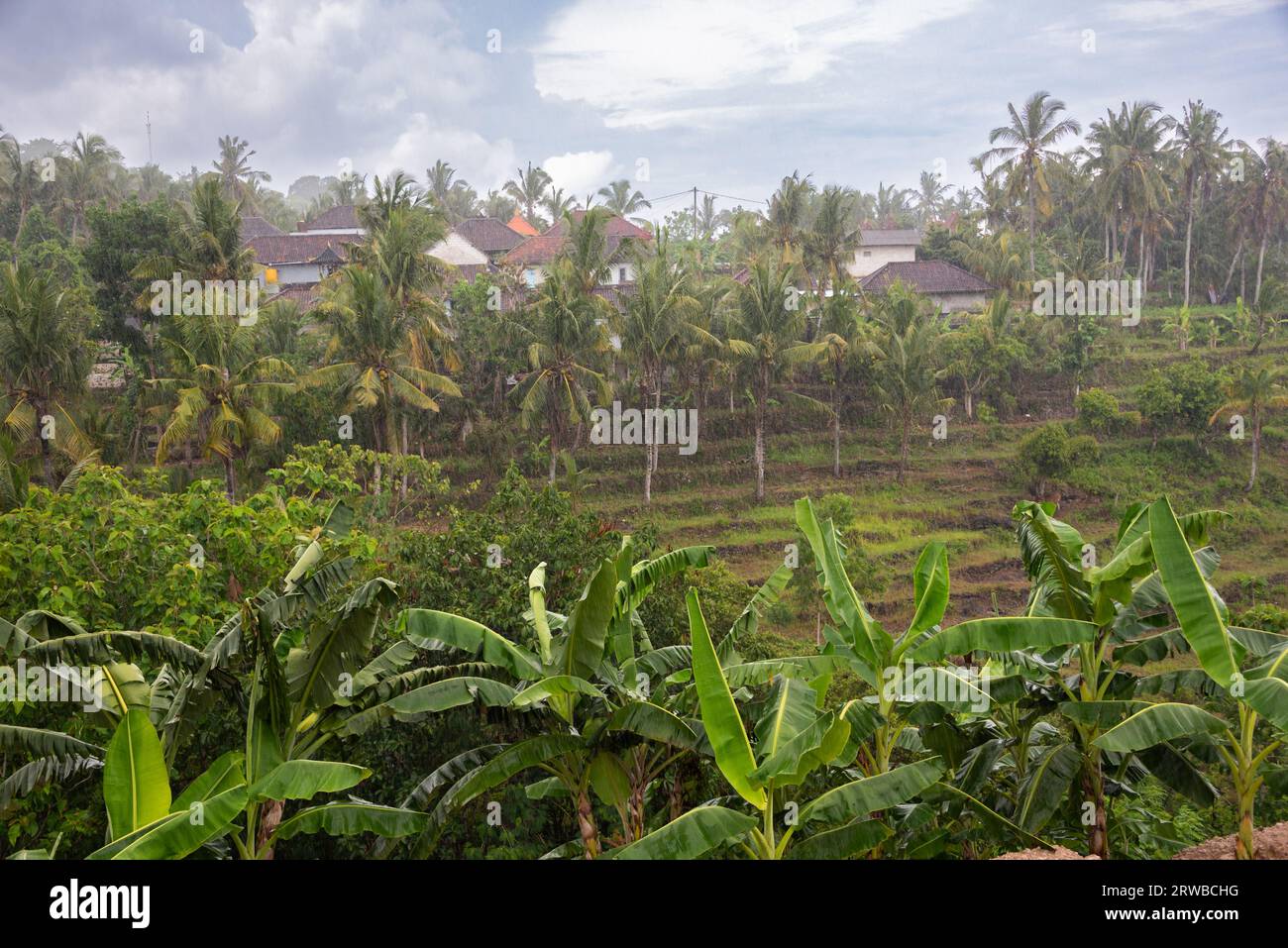 Heavy rain on palm trees hi-res stock photography and images - Alamy