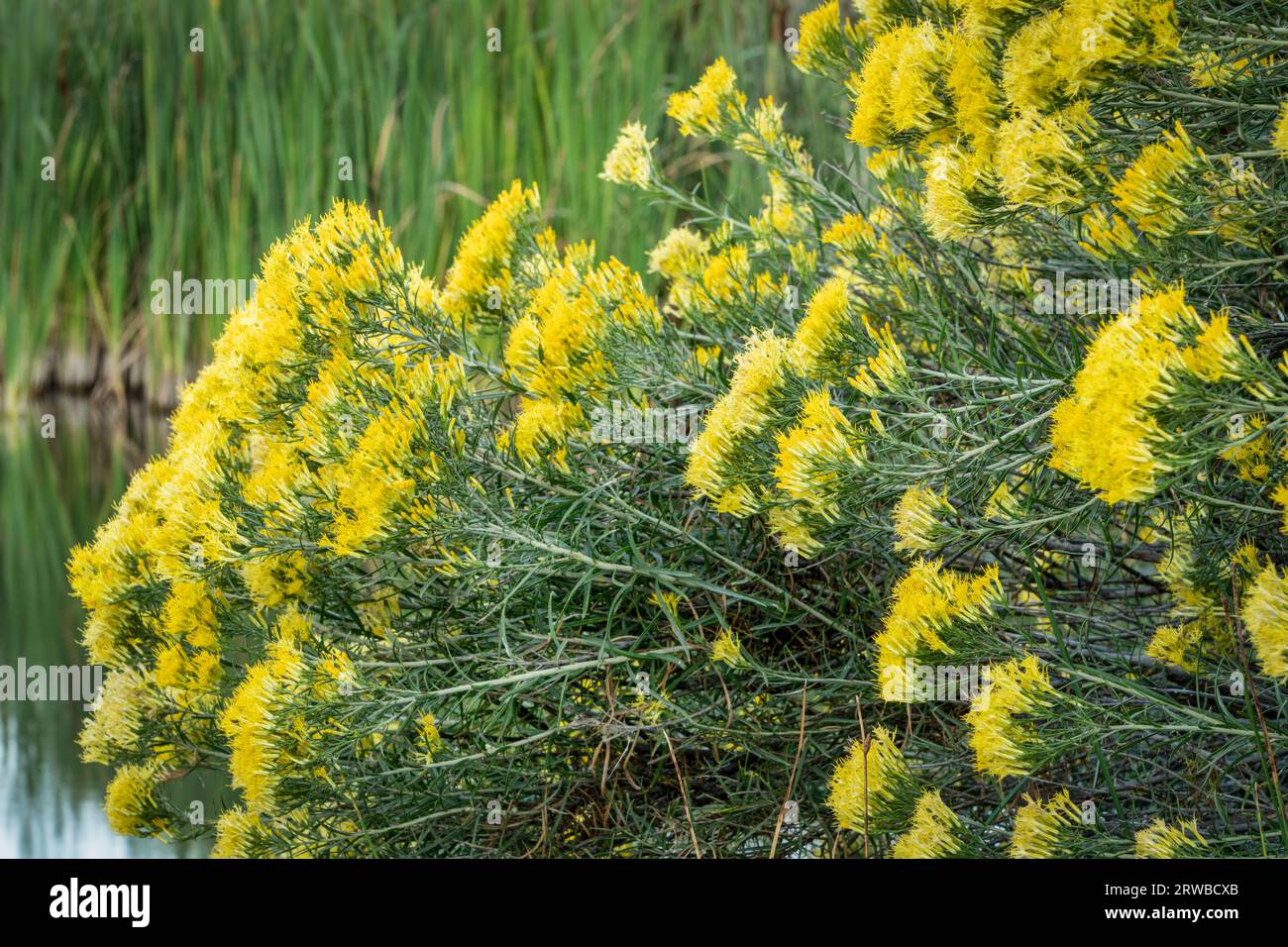 Rabbitbrush blooming hi-res stock photography and images - Alamy