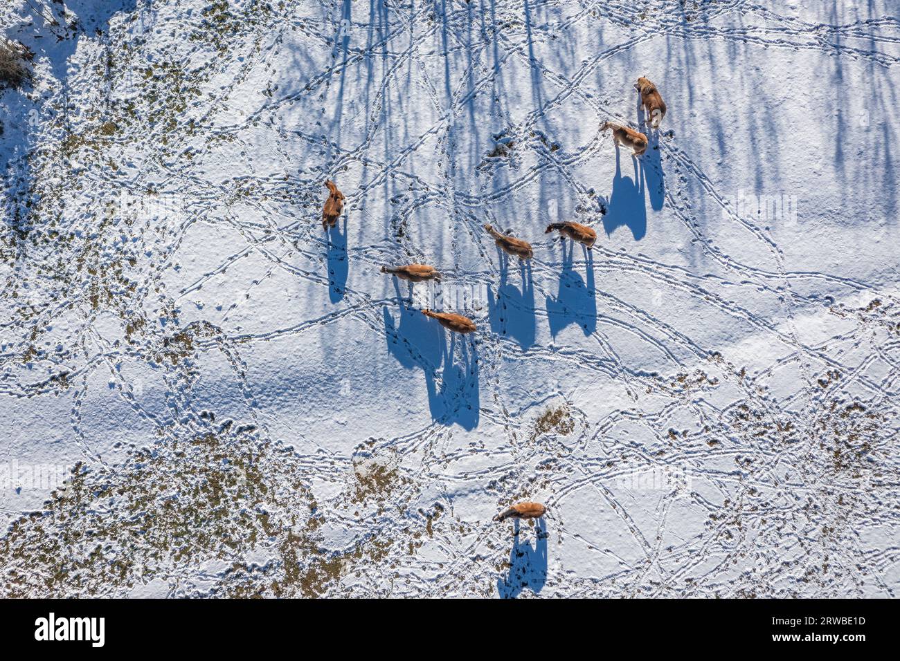 Aerial overhead view of horses and their shadows and footprints on a snowy field in winter near Montellà. Cerdanya, Lleida, Catalonia, Spain, Pyrenees Stock Photo