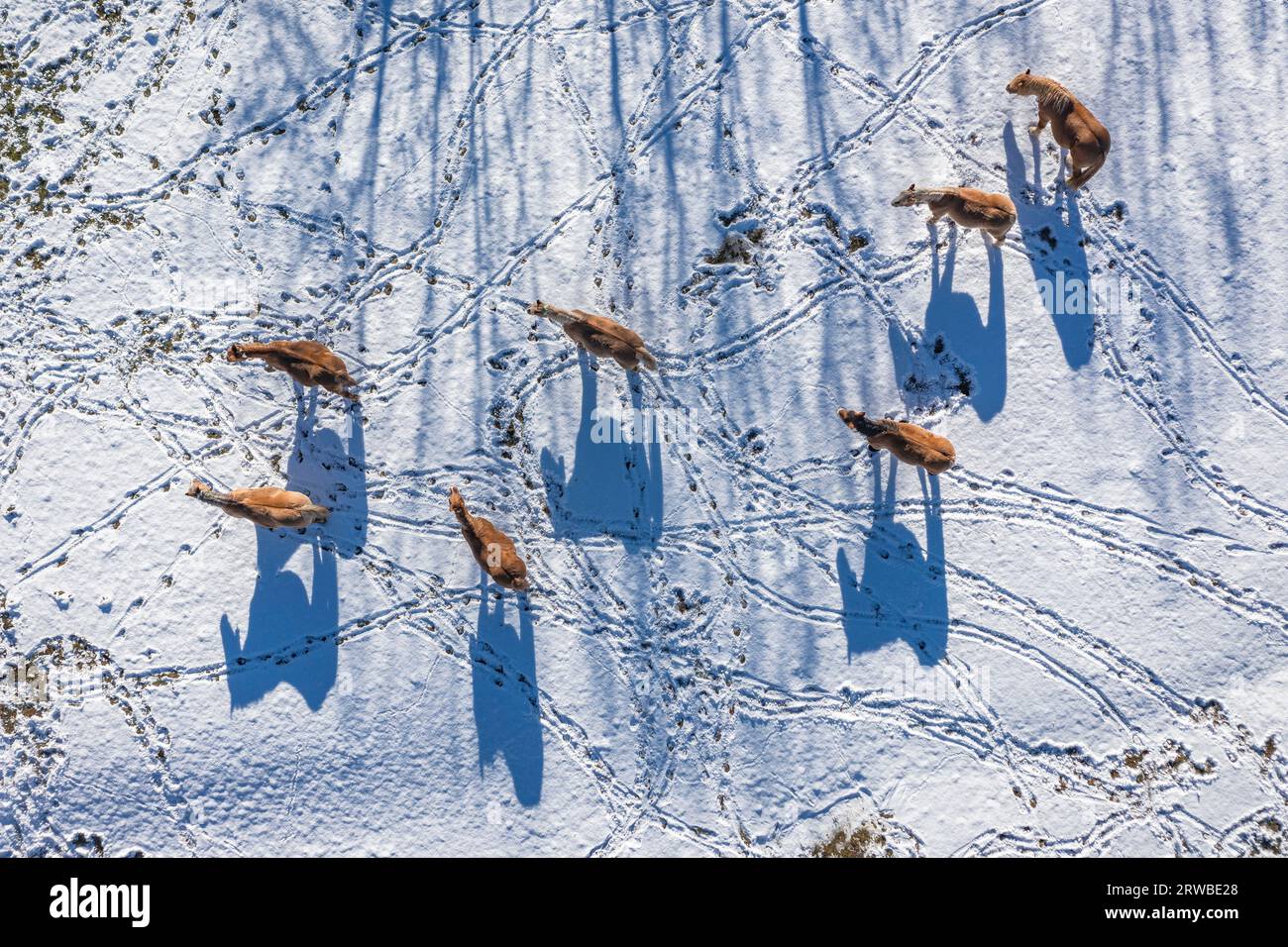 Aerial overhead view of horses and their shadows and footprints on a snowy field in winter near Montellà. Cerdanya, Lleida, Catalonia, Spain, Pyrenees Stock Photo