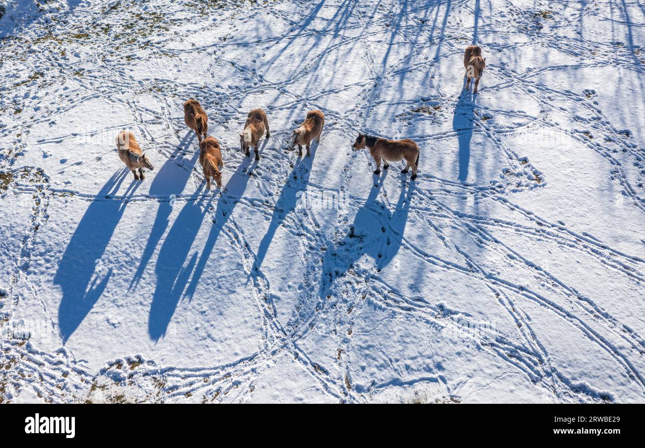 Aerial overhead view of horses and their shadows and footprints on a snowy field in winter near Montellà. Cerdanya, Lleida, Catalonia, Spain, Pyrenees Stock Photo
