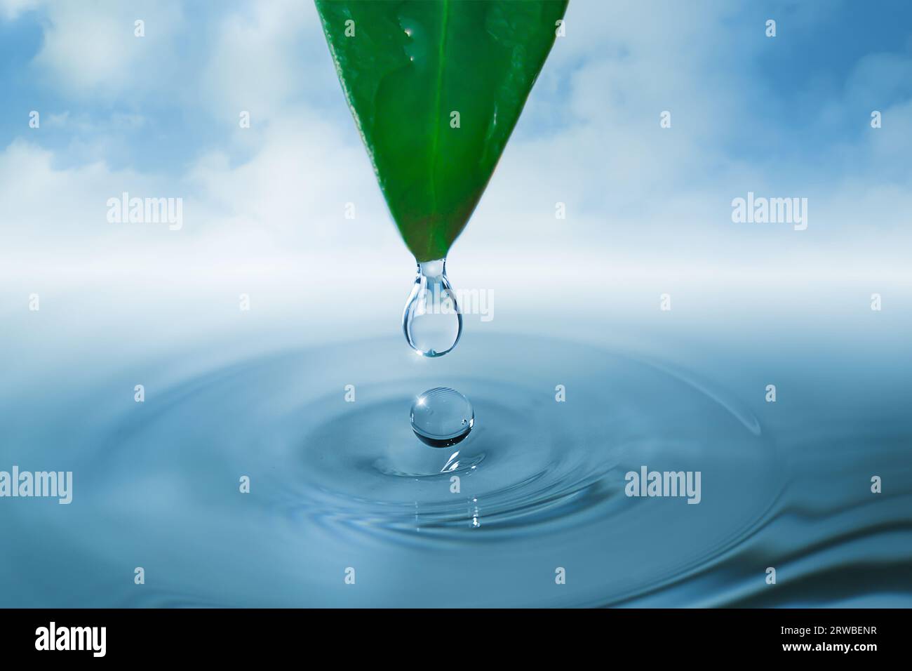 A water droplet falling from green leaf into a tranquil body of water, creating ripples and splashes Stock Photo