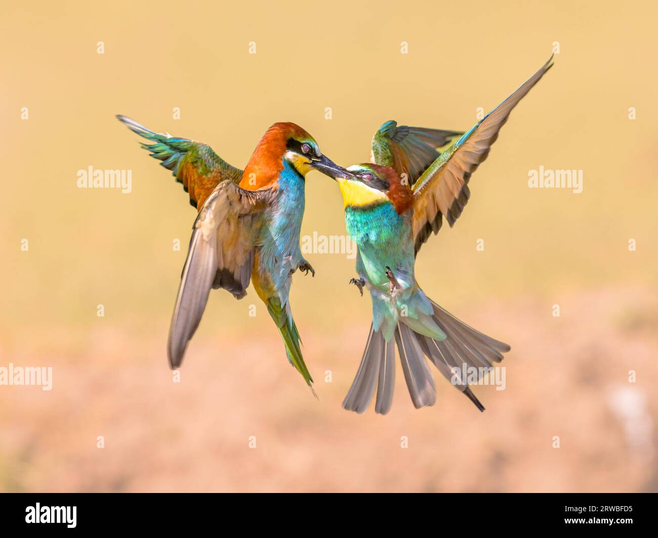 European Bee-Eater (Merops apiaster) fighting in flight over territory ...