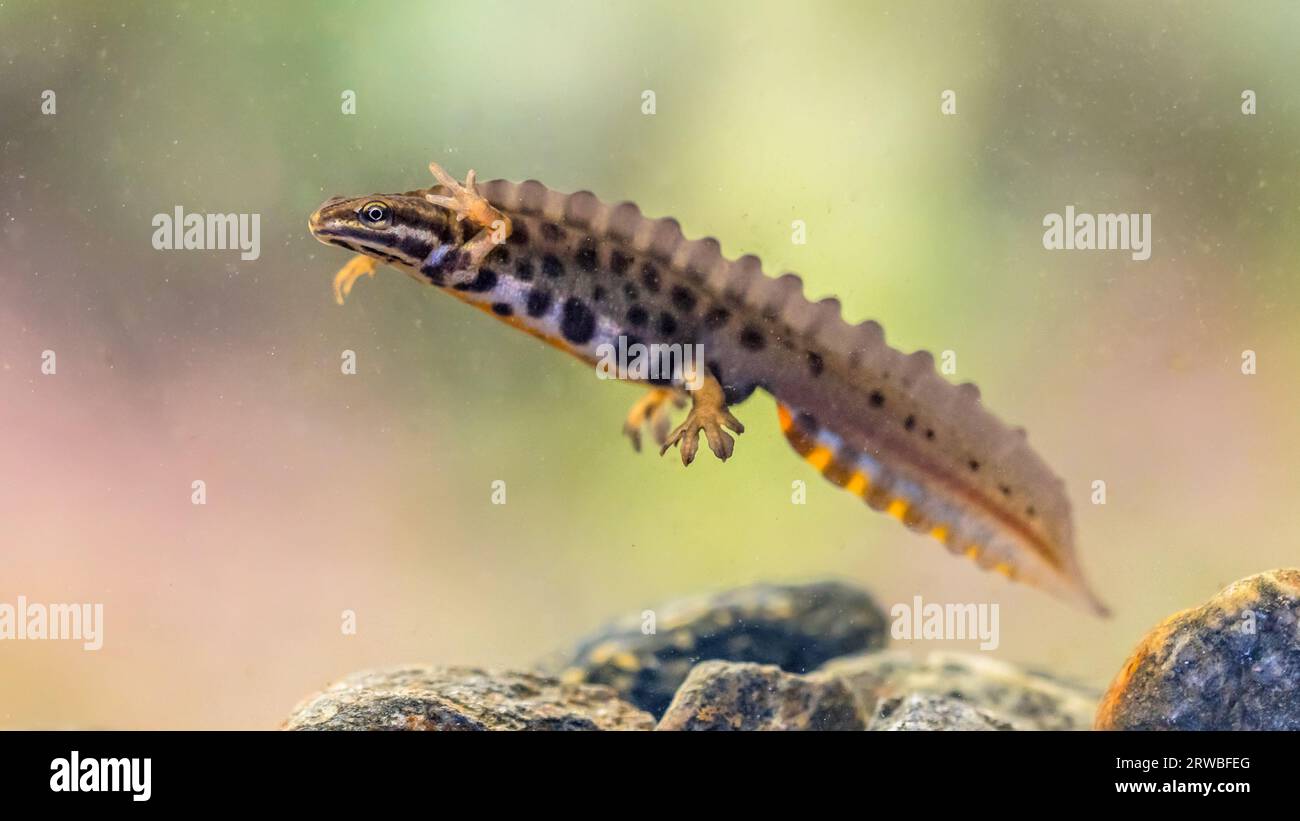 Common newt (Lissotriton vulgaris) male aquatic amphibian swimming in freshwater habitat of pond. Underwater wildlife scene of animal in nature of Eur Stock Photo