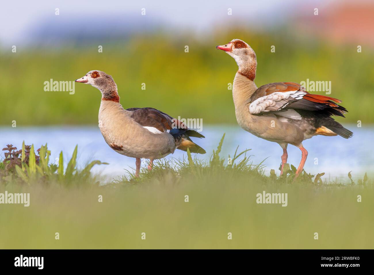 Egyptian goose (Alopochen aegyptiaca) bird couple alerted by water of shallow pond. This bird is a problematic quick reproductive invasive species in Stock Photo