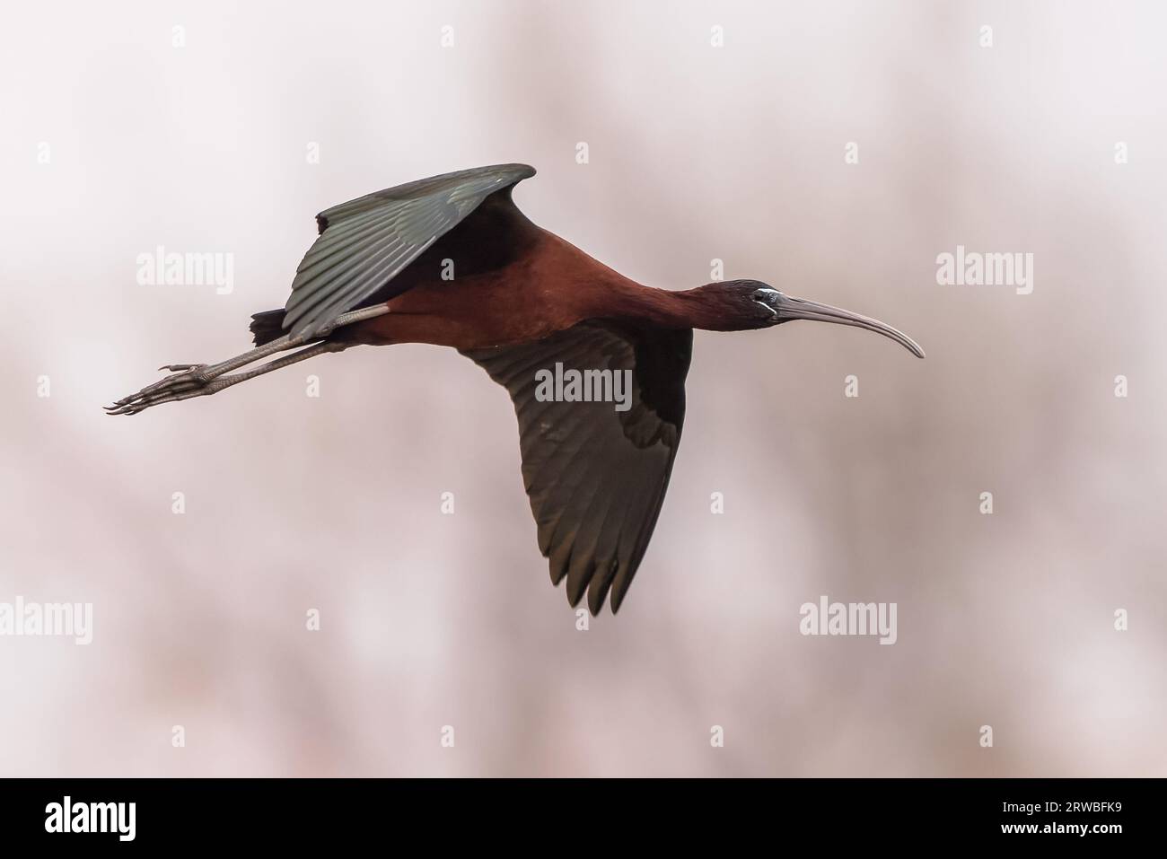 Glossy ibis (Plegadis falcinellus) flying in habitat of Ebro delta nature reserve, Catalonia, Spain. Stock Photo