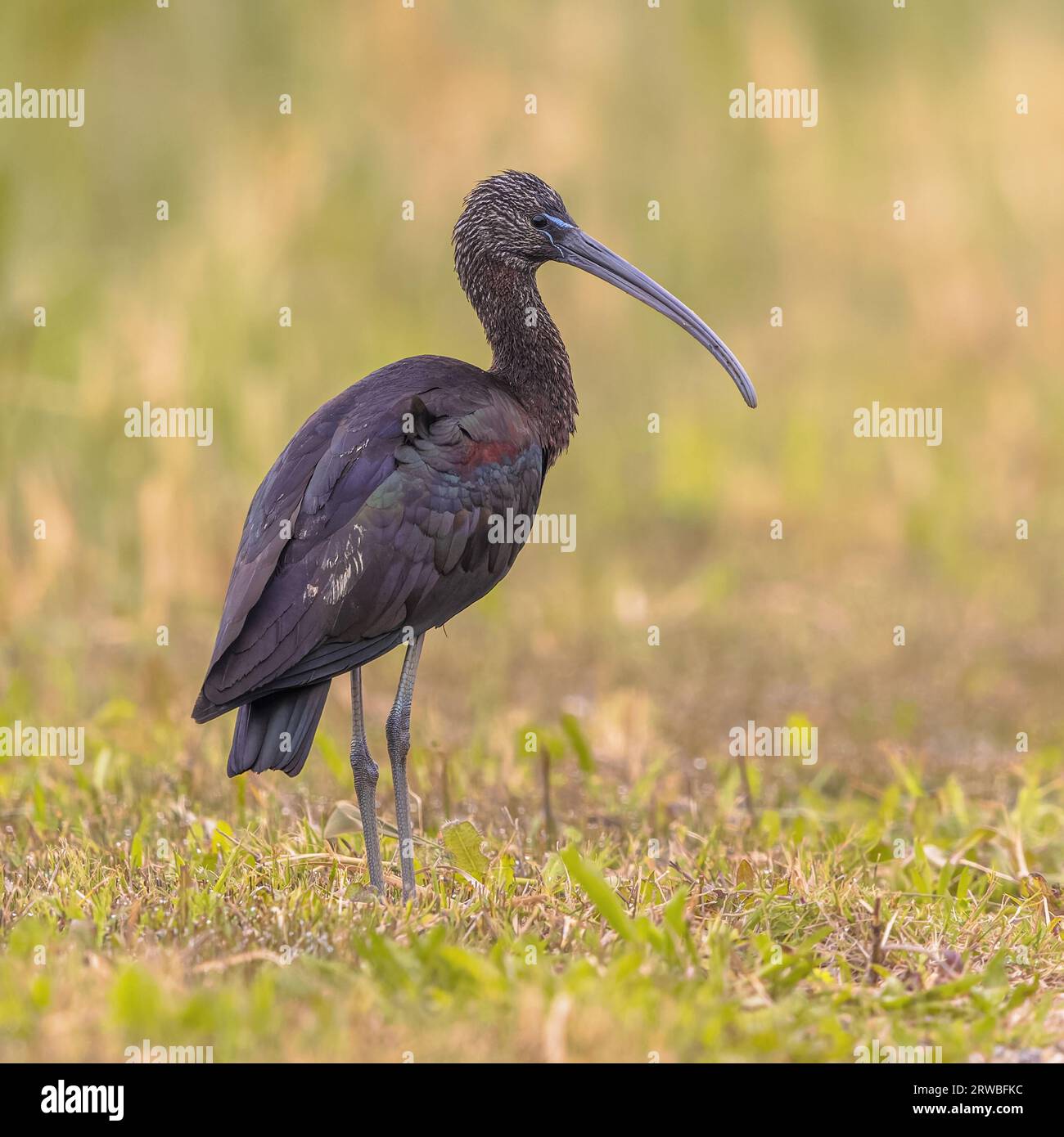 Glossy ibis (Plegadis falcinellus) foraging in grass in Ebro delta nature reserve, Catalonia, Spain. Stock Photo