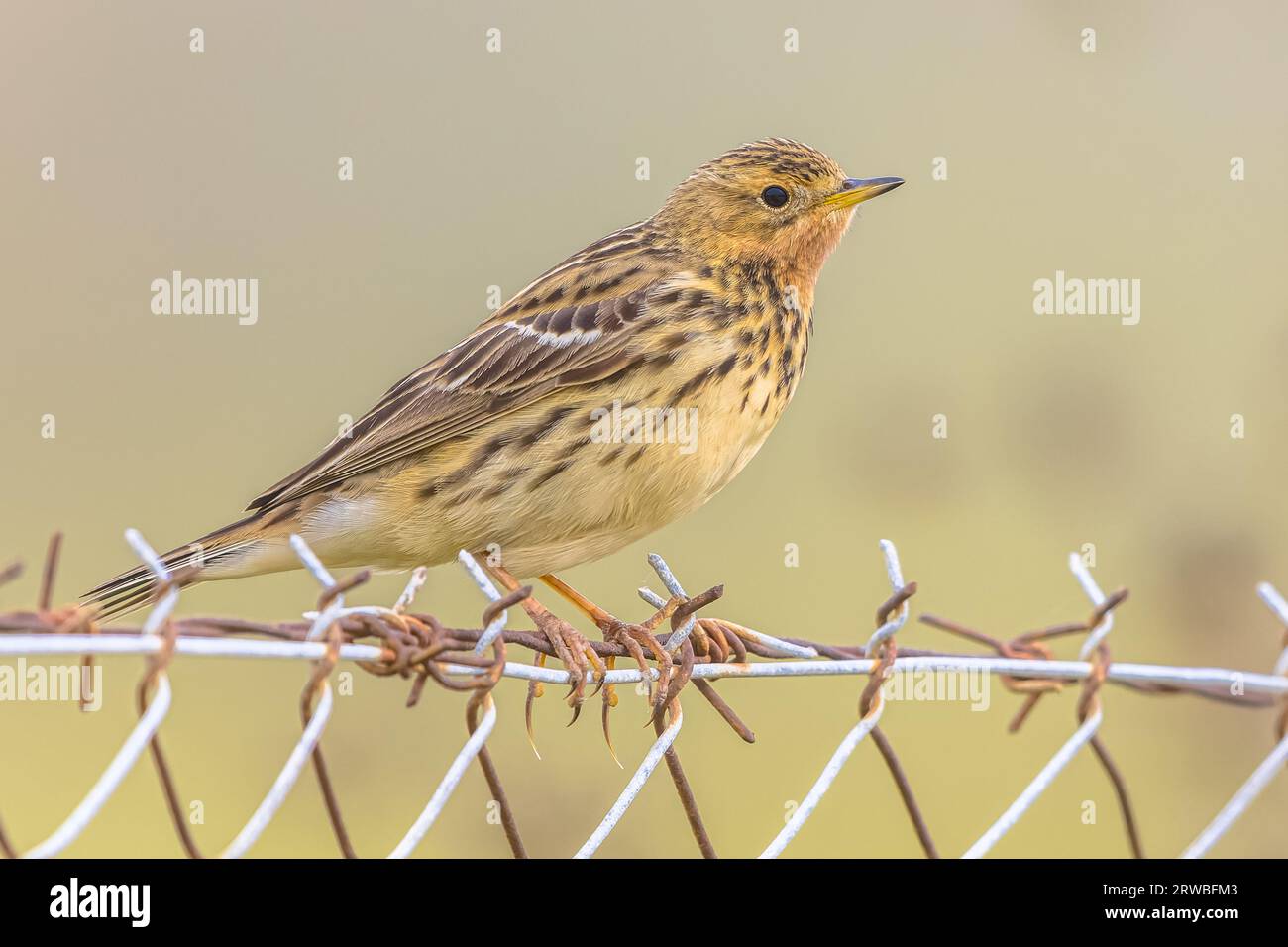 Red-throated pipit (Anthus cervinus) is a small passerine bird, which breeds in the far north of Europe and the Palearctic. Bird during migration on L Stock Photo