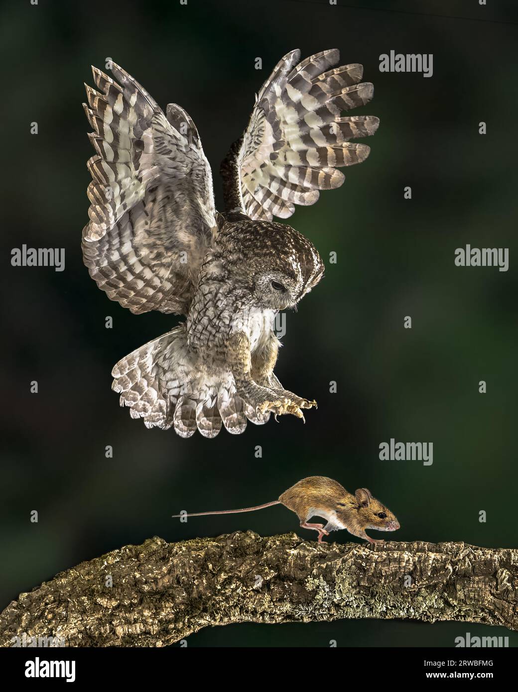 Flying Tawny owl (Strix aluco) catching mouse. This predator bird is on